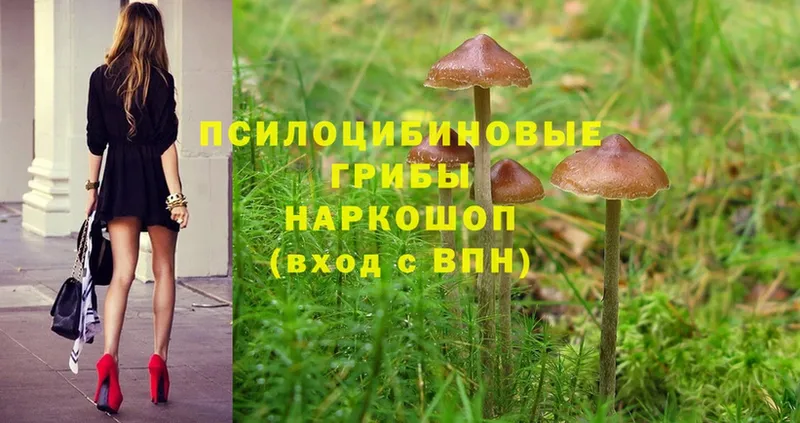 Псилоцибиновые грибы Magic Shrooms  Вольск 